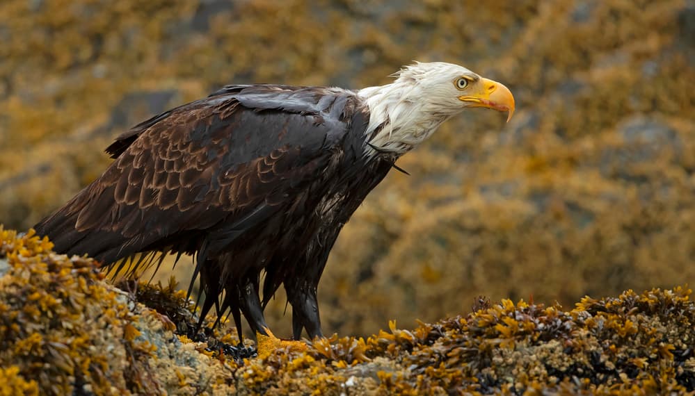 Coastal Bald Eagle by Shlomo Waldmann — canvas wall art