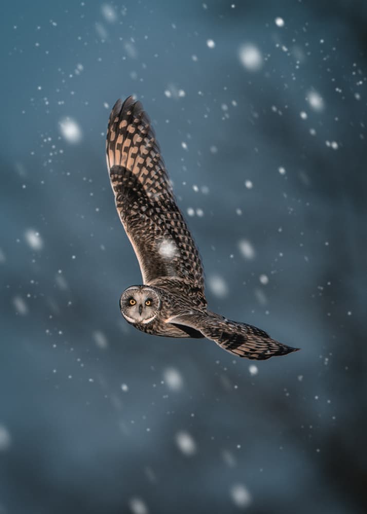 Winter Owl Flight by Rob Li — canvas wall art