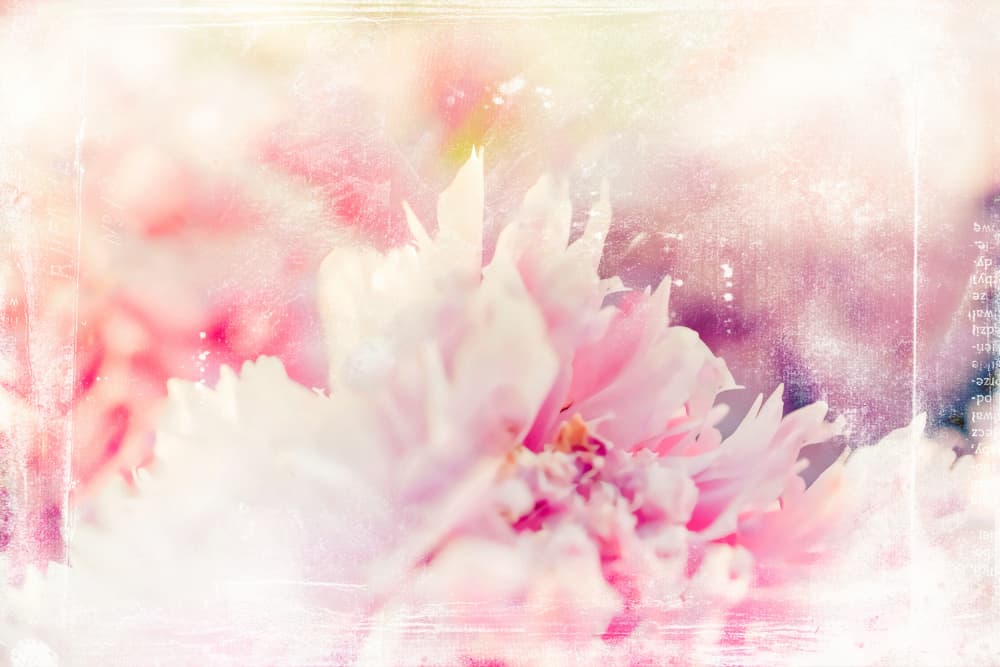 Ethereal Pink Flower by Rafal Kulik — canvas wall art