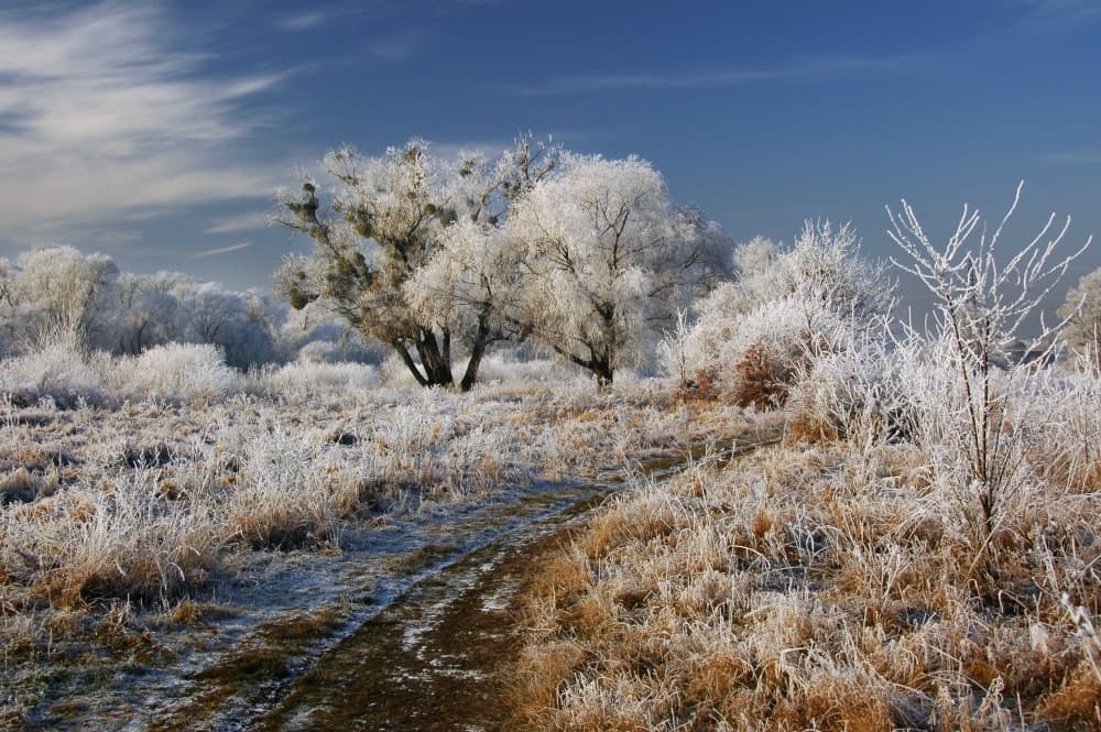 Frosted Winter Path by Jacek Stefan — canvas wall art