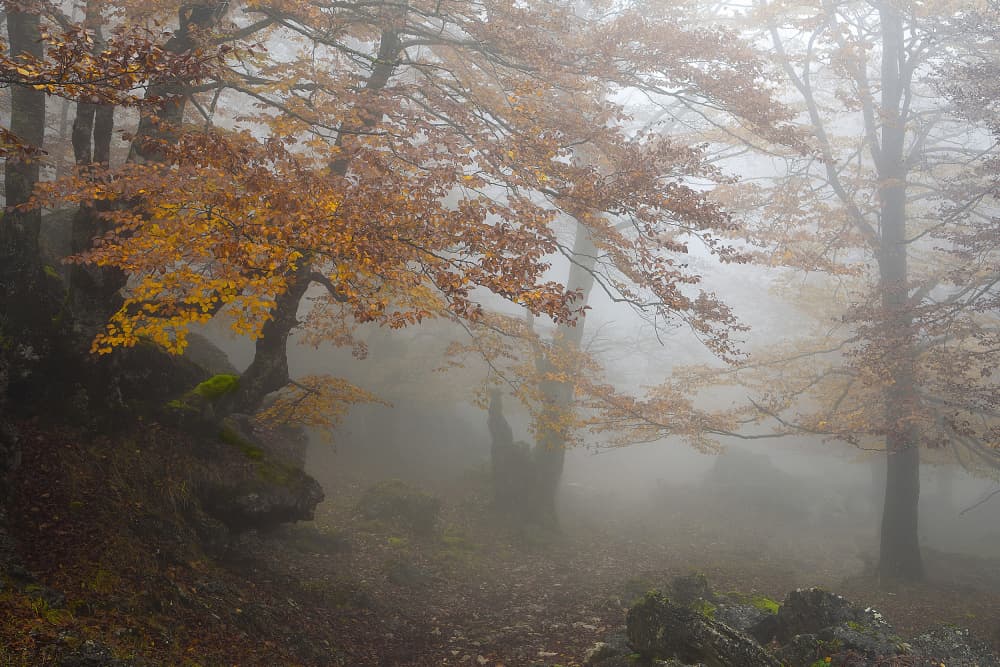 Misty Autumn Forest by Juan Antonio Palacios — canvas wall art