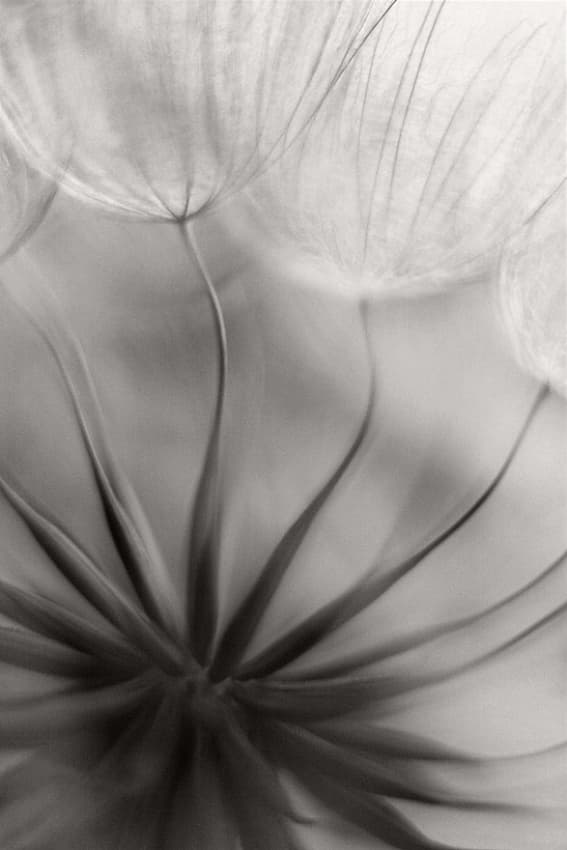 Delicate Dandelion Fluff by Francois Casanova — canvas wall art