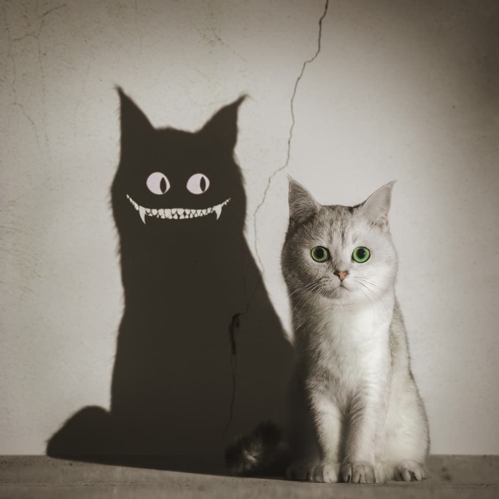 Cute Cat Scary Shadow by Terry F — canvas wall art