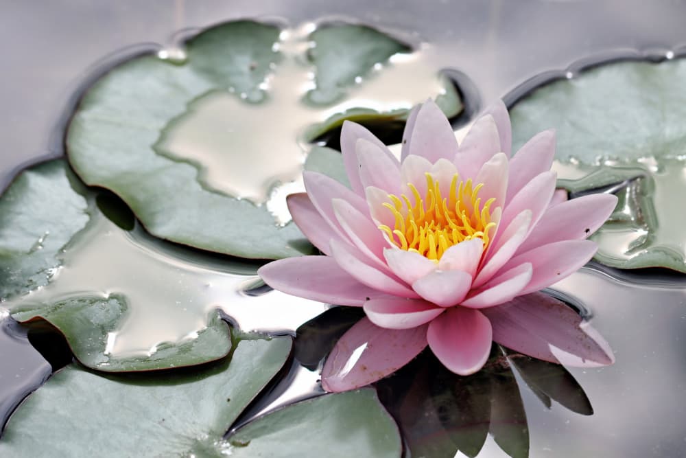 Pink Water Lily by Bojan Bencic — canvas wall art