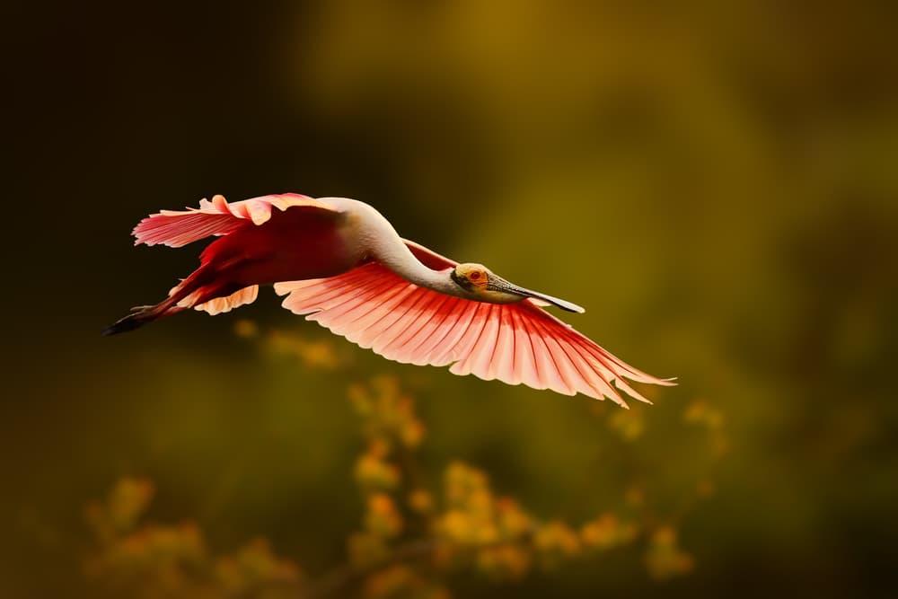 Roseate Spoonbill Flight by Rob Li — canvas wall art