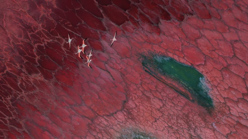 Vibrant Red Lake Flamingos by MIN LI — canvas wall art