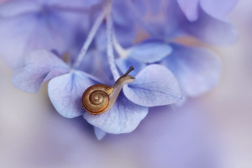 Tiny Snail Purple Flower by Ellen van Deelen — canvas wall art