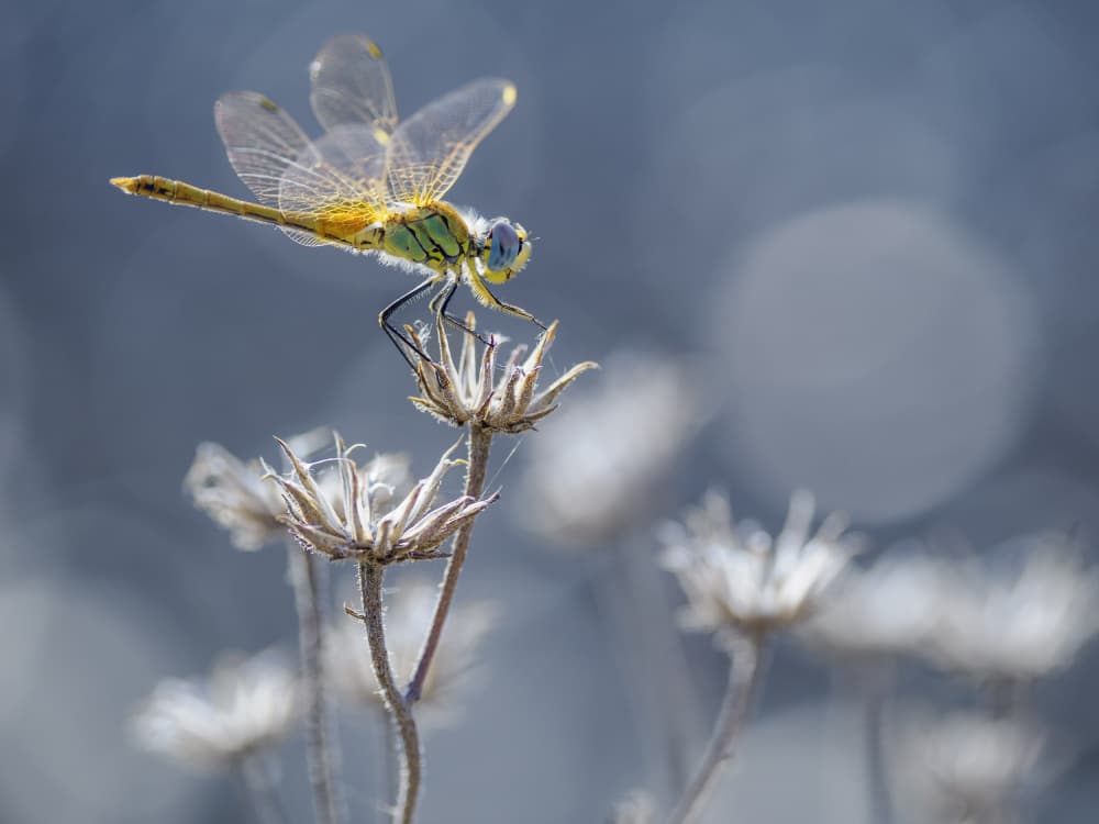Green Dragonfly Perch by Michel Manzoni — canvas wall art