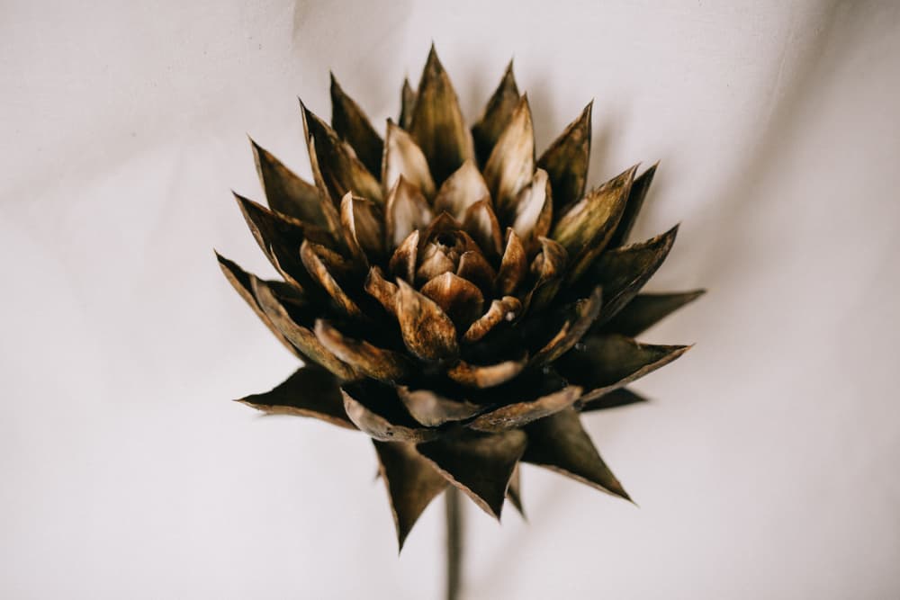 Golden Botanical Bloom by Masha Bakker Matijevic — canvas wall art