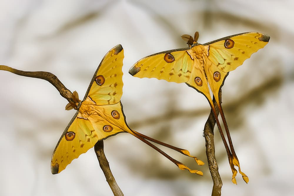 Elegant Yellow Moths by Jimmy Hoffman — canvas wall art