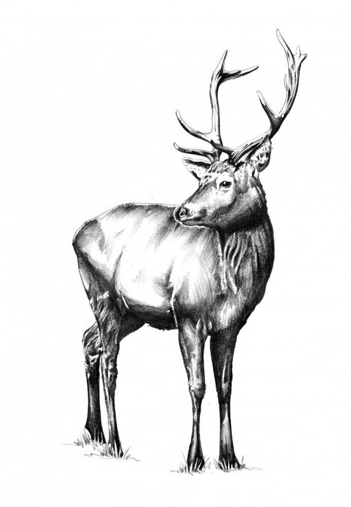 Majestic Elk Gaze by Kulik — canvas wall art