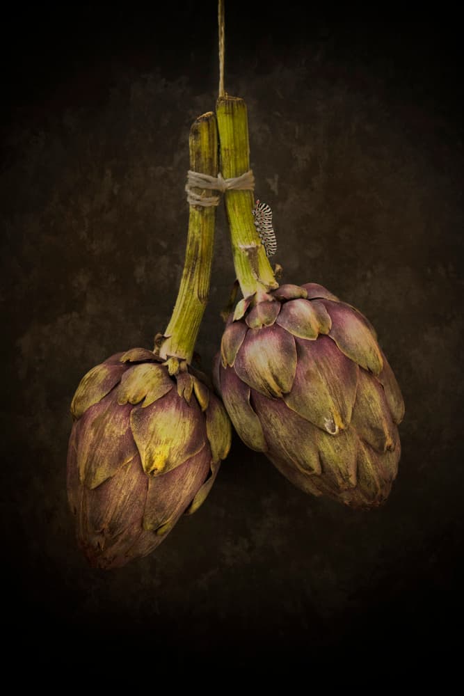 Rustic Hanging Artichokes by Alida van Zaane — canvas wall art