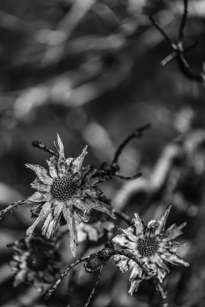 Language of Nature by Shot by Clint — canvas wall art