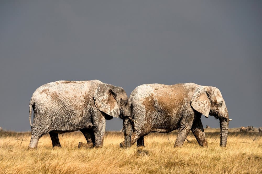 Majestic Elephant Duo by Giuseppe DAmico — canvas wall art