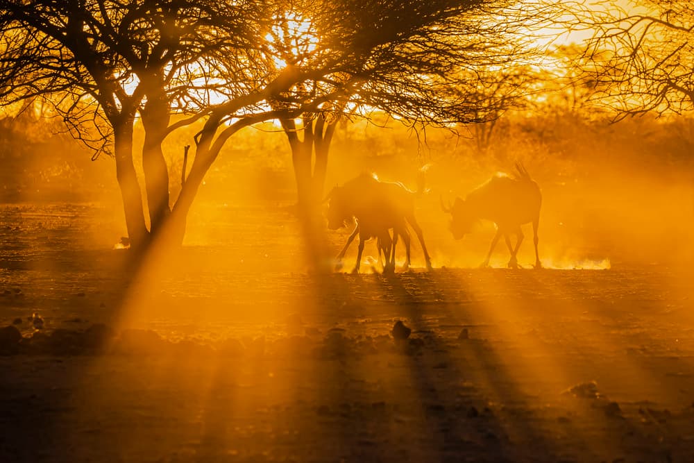 Golden Hour Wildebeest Encounter by Fion Wong — canvas wall art