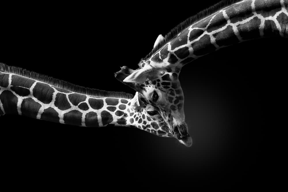 Gentle Giraffe Embrace by Jealousy — canvas wall art
