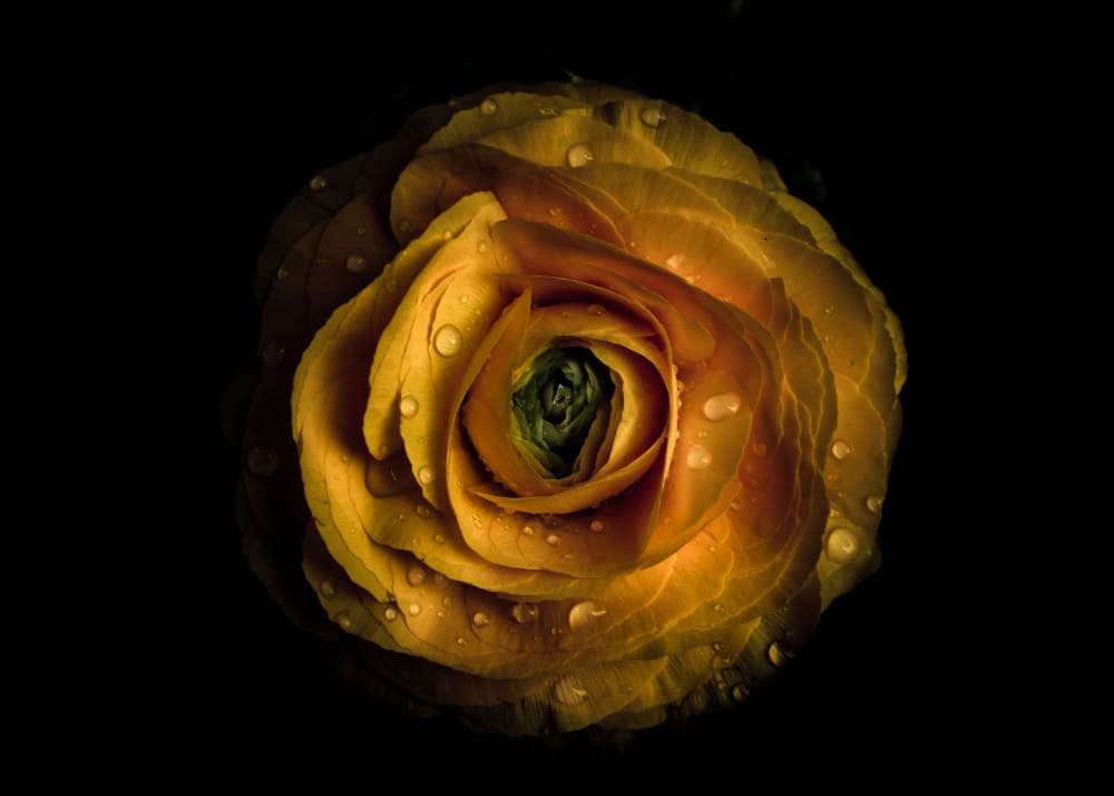 Wet Golden Bloom by The Learning Curve Photography — canvas wall art