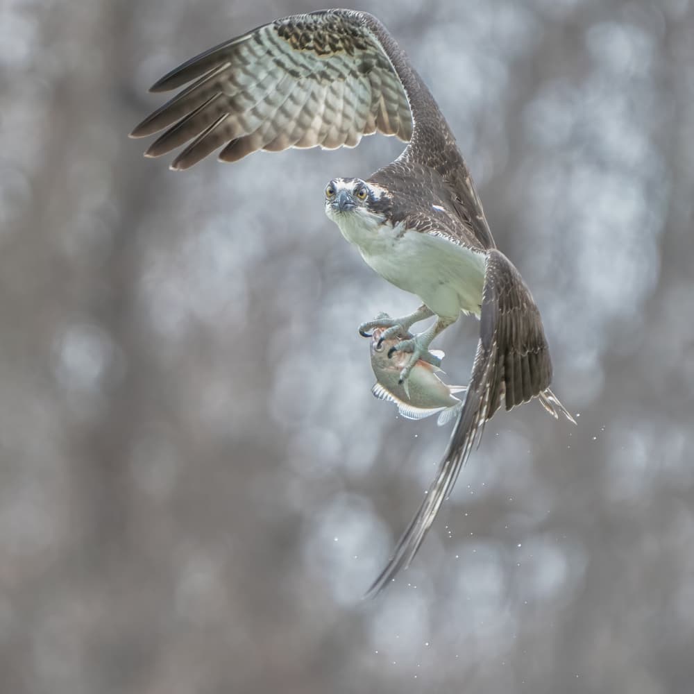 Osprey's Fresh Catch by Alex Li — canvas wall art