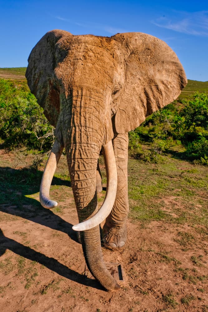 Majestic African Elephant by Dan Edwards — canvas wall art