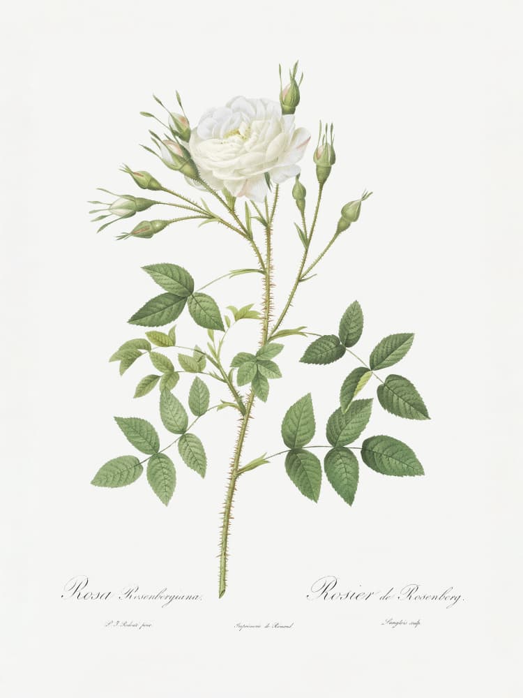Rose of Rosenberg, Les Roses (1817–1824) by Pierre-Joseph Redoute — canvas wall art