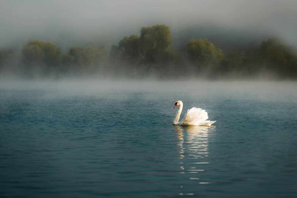 Graceful Swan on Misty Lake by Boris Hristov — canvas wall art