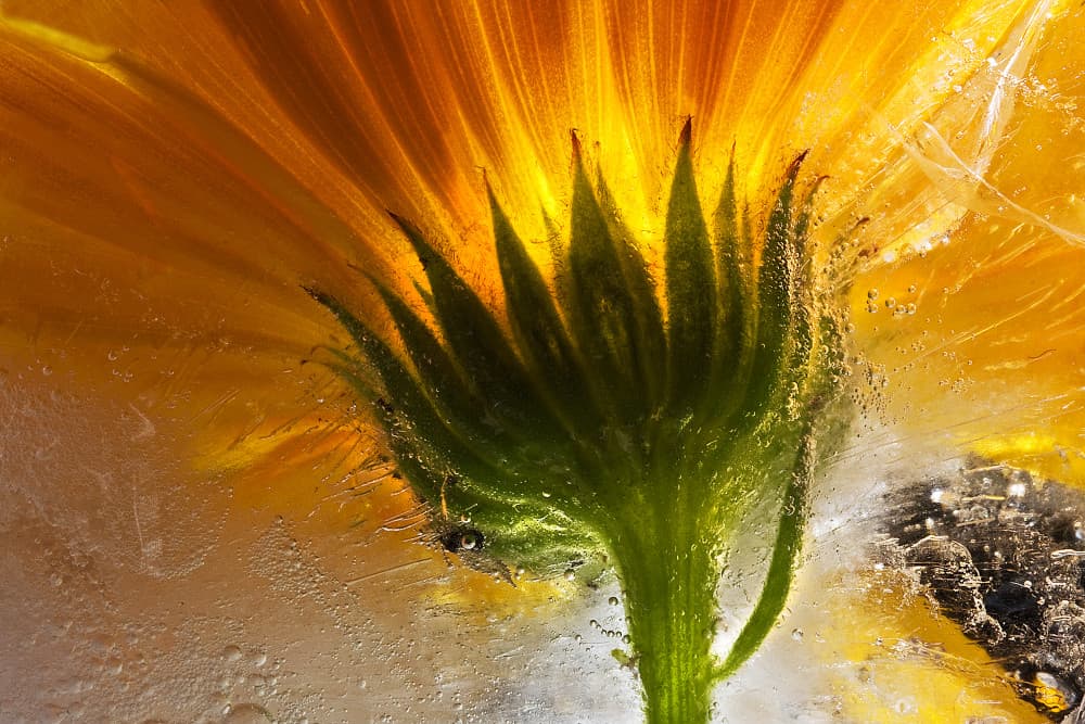 Vibrant Flower In Ice by Secundino Losada — canvas wall art