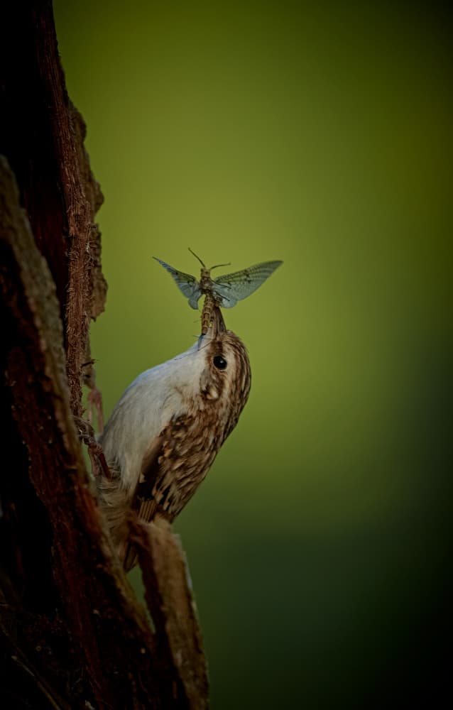 Bird Catches Moth by Stuart Williams — canvas wall art