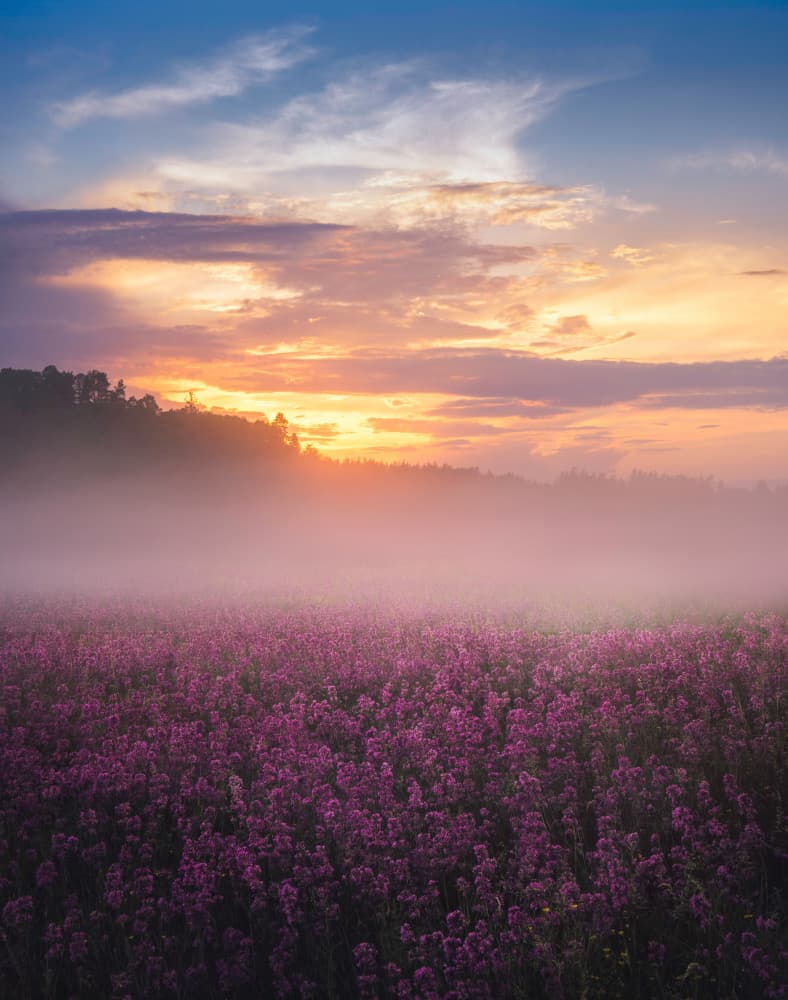 Dreamy Flower Field by Christian Lindsten — canvas wall art