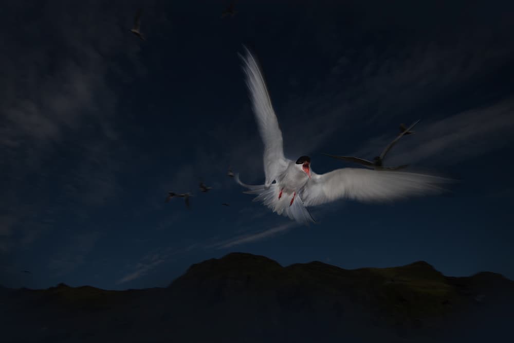 Arctic Tern Soaring Sky by Roberto Marchegiani — canvas wall art