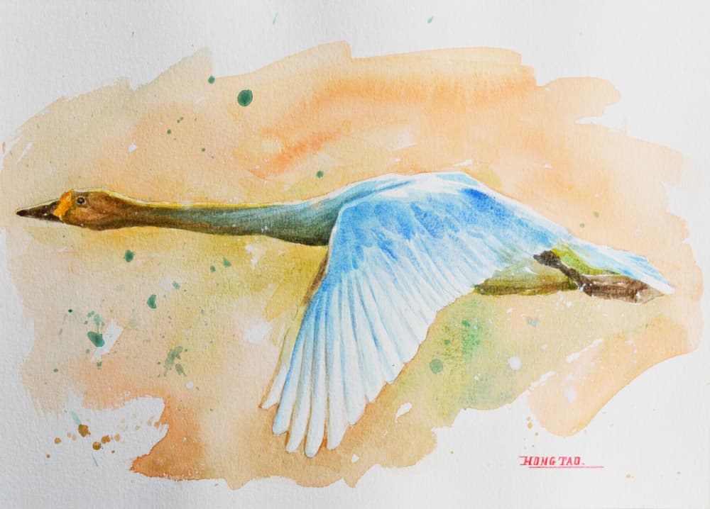 Graceful Swan Flight by Hongtao Huang — canvas wall art