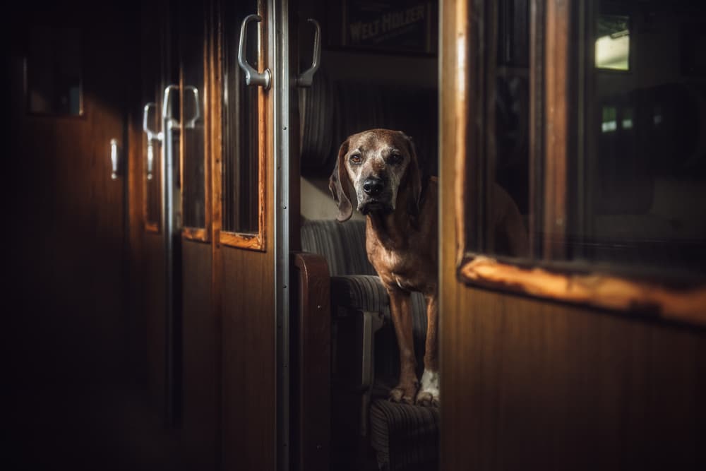 Old Dog Classic Train by Heike Willers — canvas wall art