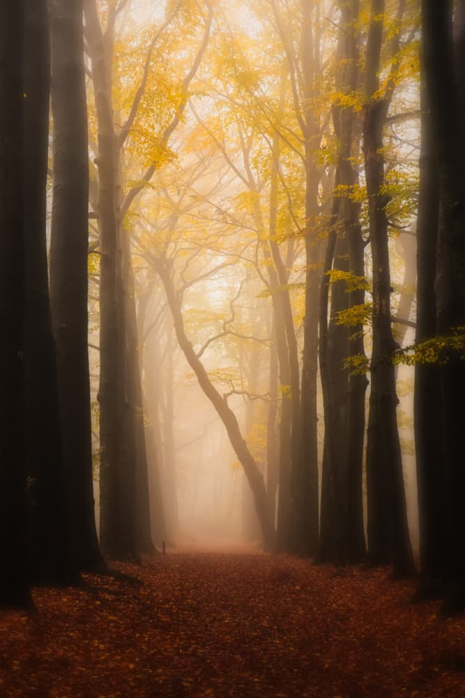 Misty Autumn Path by Hilda van der Lee — canvas wall art