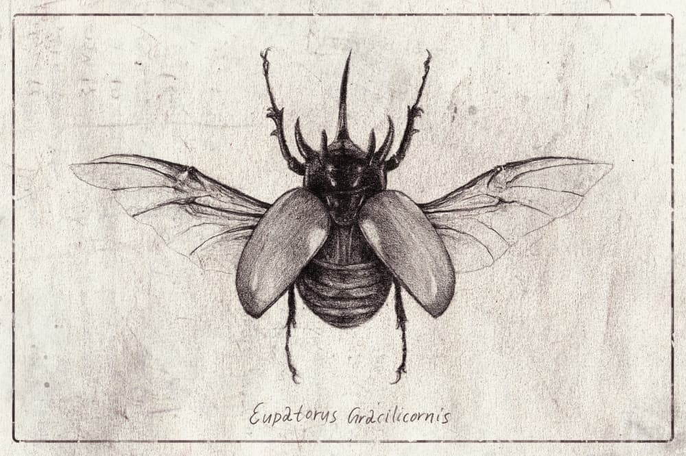 Pencil Drawing Of A Eupatorus Gracilicornis Beetle by Mike Koubou — canvas wall art