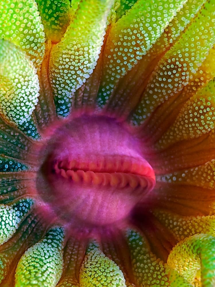Pink Anemone Detail by Henry Jager — canvas wall art
