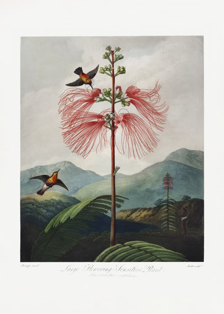 Large–Flowering Sensitive Plant from The Temple of Flora (1807) by Robert John Thornton — canvas wall art