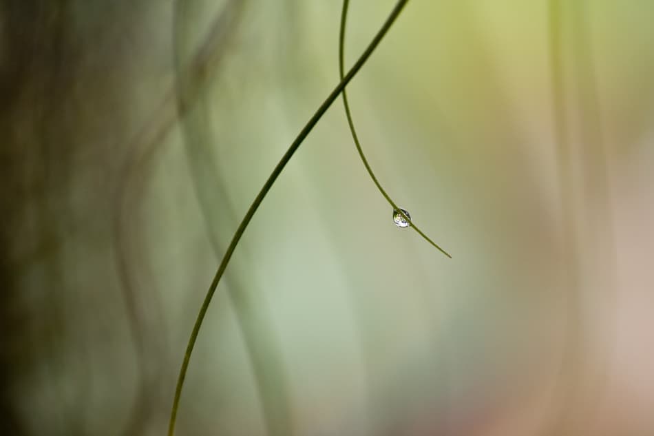 Morning Dew Droplet by Mel Brackstone — canvas wall art