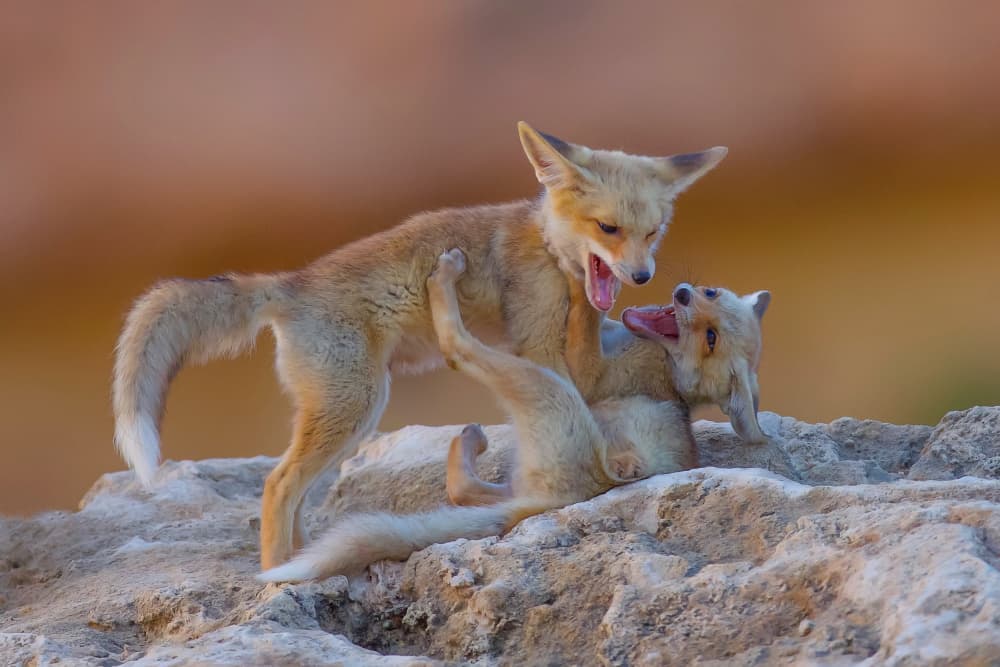 Playful Fox Kits by David Manusevich — canvas wall art