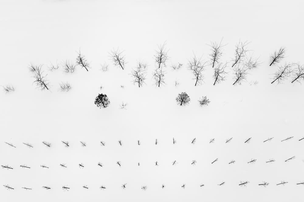Winter Tree Patterns by John Fan — canvas wall art