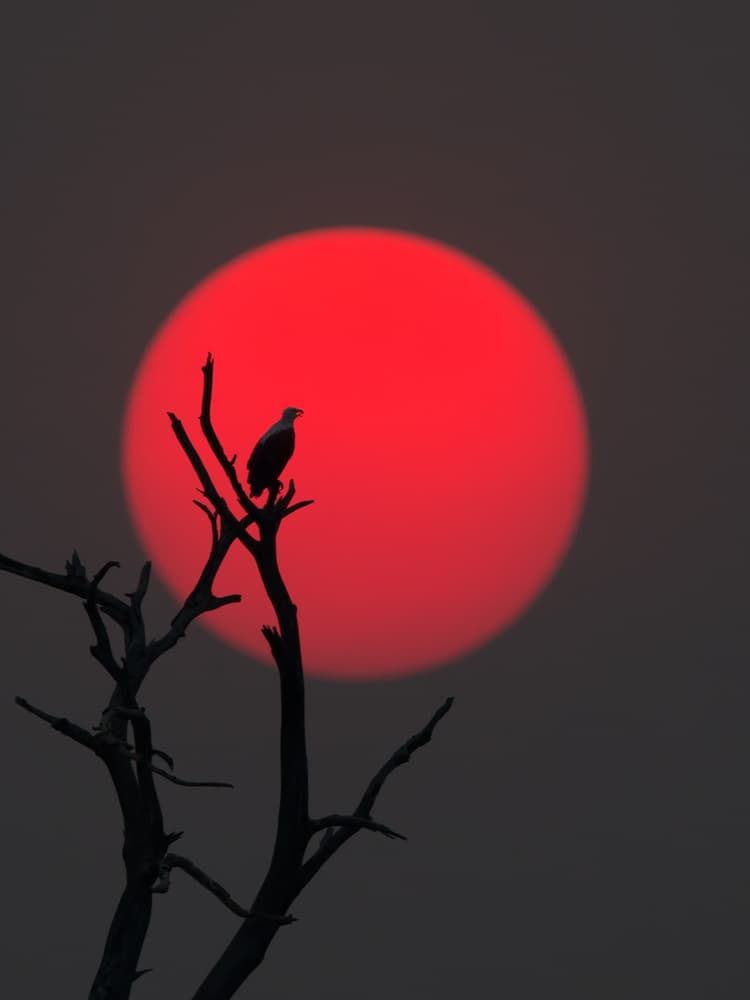 Red Sun Bird Silhouette by Cheng Chang — canvas wall art