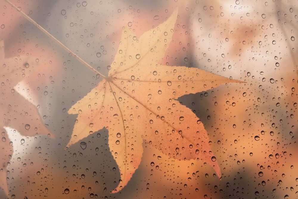 Rainy Autumn Leaf by Lenka — canvas wall art