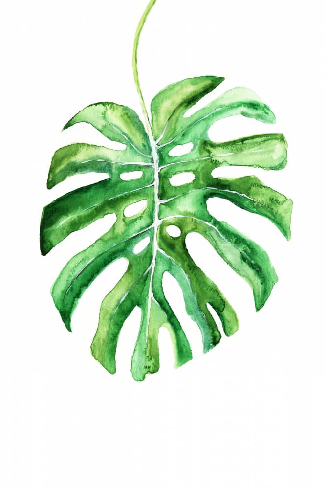 Tropical Monstera Watercolor by Rosana Laiz Blursbyai — canvas wall art