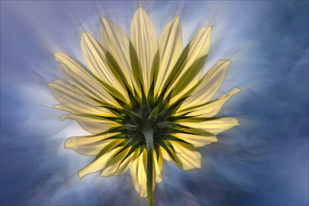 Backlit Yellow Bloom by Gilbert Claes — canvas wall art