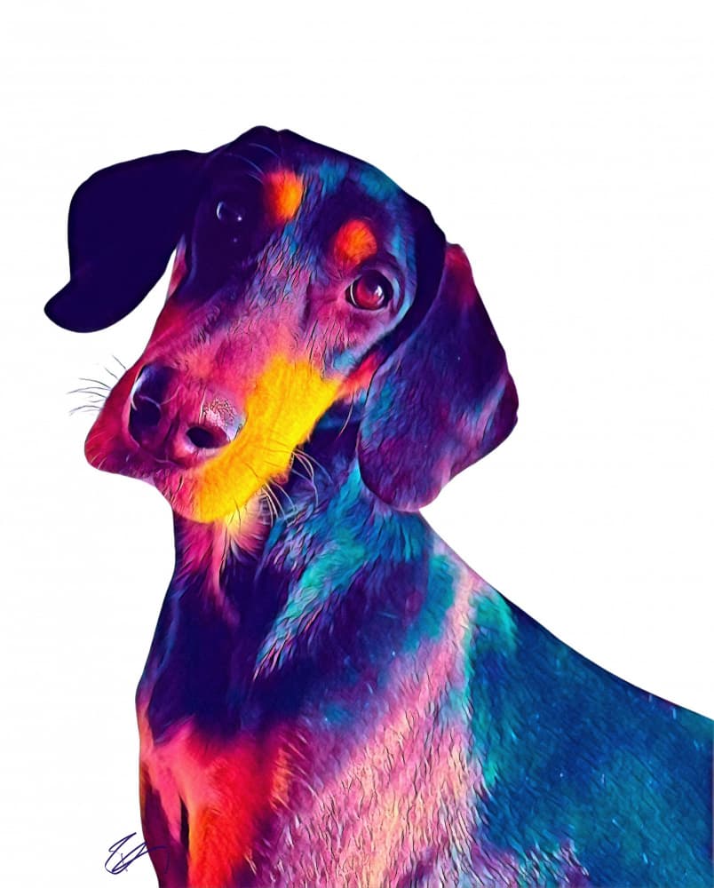 Pop Art Dachshund by Ruth Day — canvas wall art