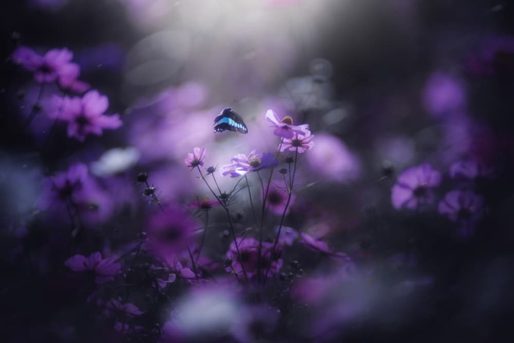 Mystical Purple Garden by Takashi Suzuki — canvas wall art