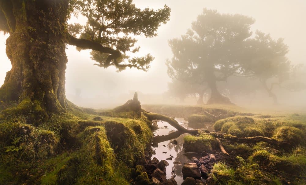 Ancient Trees In Mist by Tomas Frolec — canvas wall art