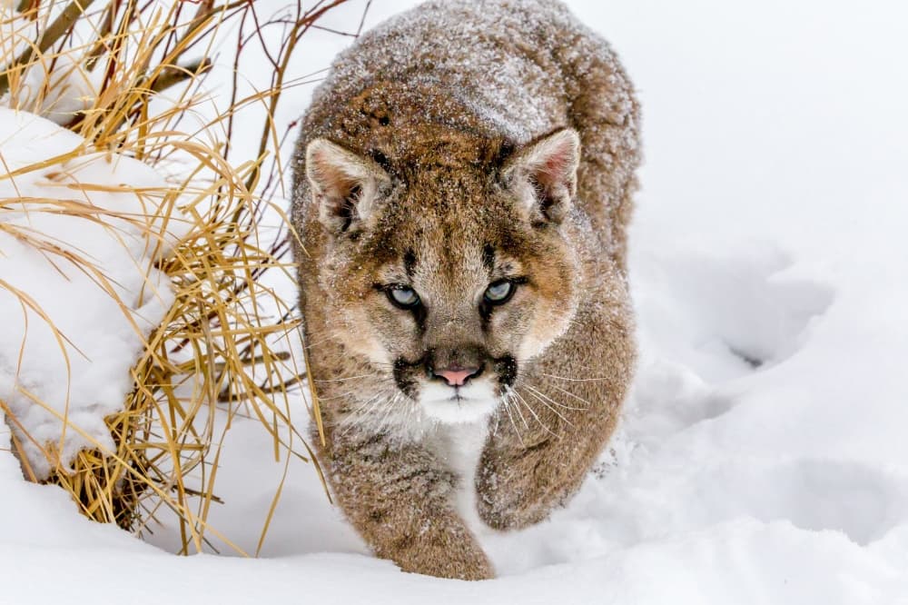 Blue-Eyed Snow Cougar by Mike Centioli — canvas wall art