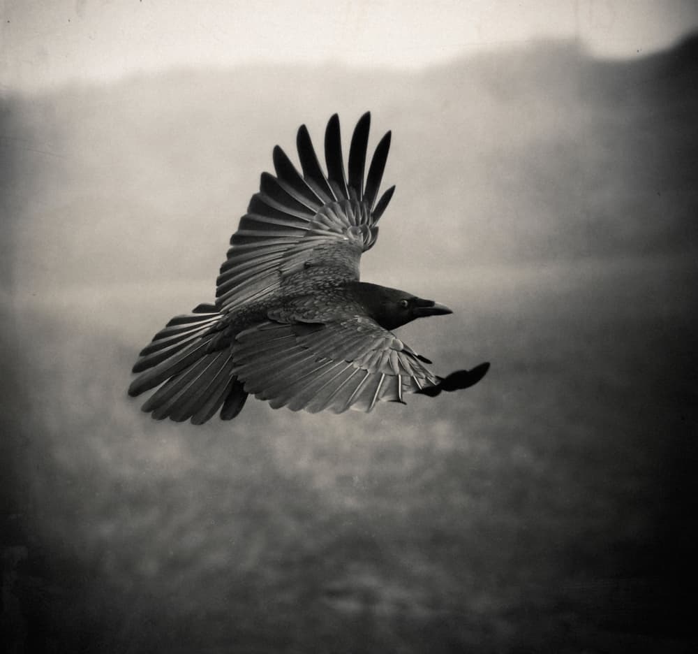 Dramatic Crow Flight by Holger Droste — canvas wall art