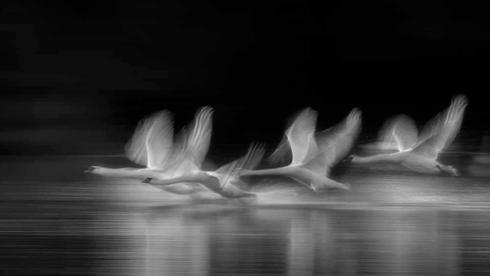 Graceful Swan Flight by Joan Zhang — canvas wall art
