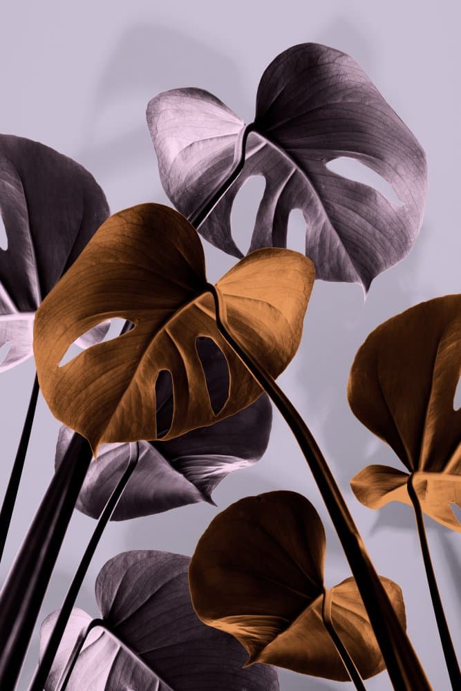 Modern Monstera Tones by Pictufy Studio III — canvas wall art