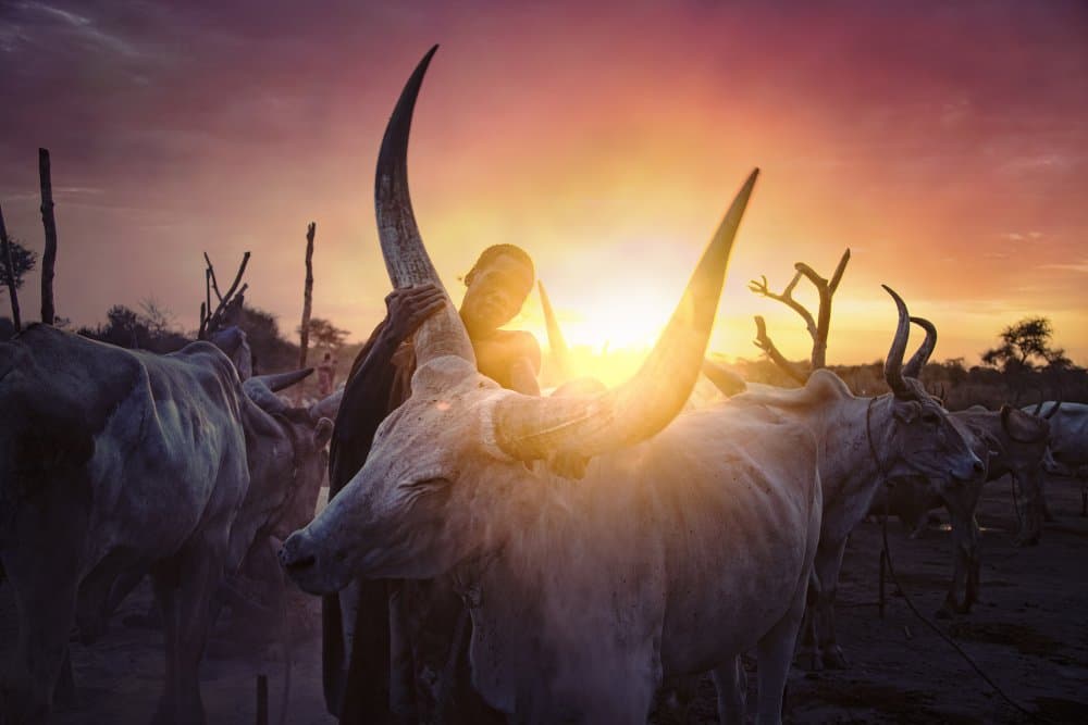 African Sunset Cattle by Svetlin Yosifov — canvas wall art